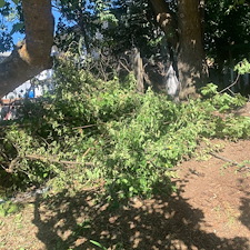 Tree-and-Brush-Removal-in-Pullman 1